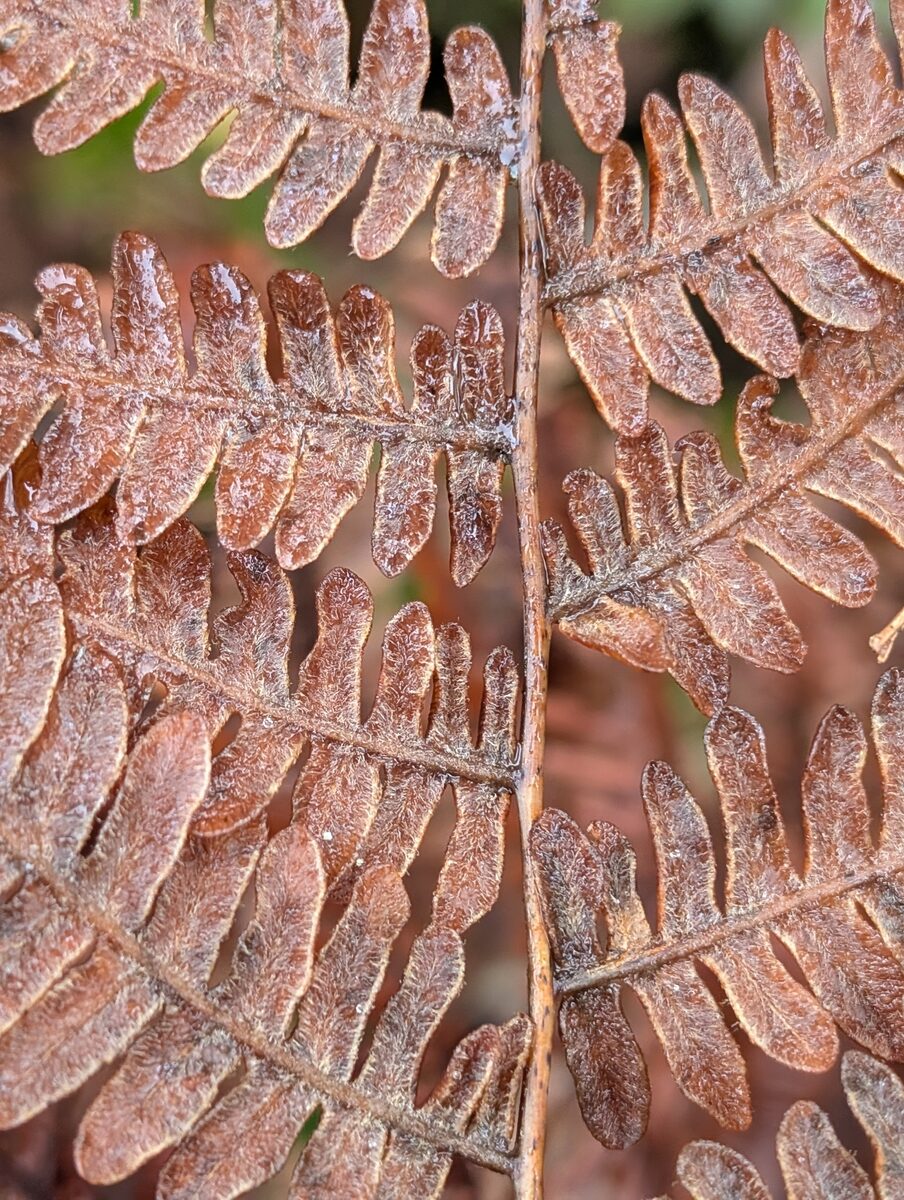Pteridium aquilinum var. pubescens (Hairy bracken fern) — photo
