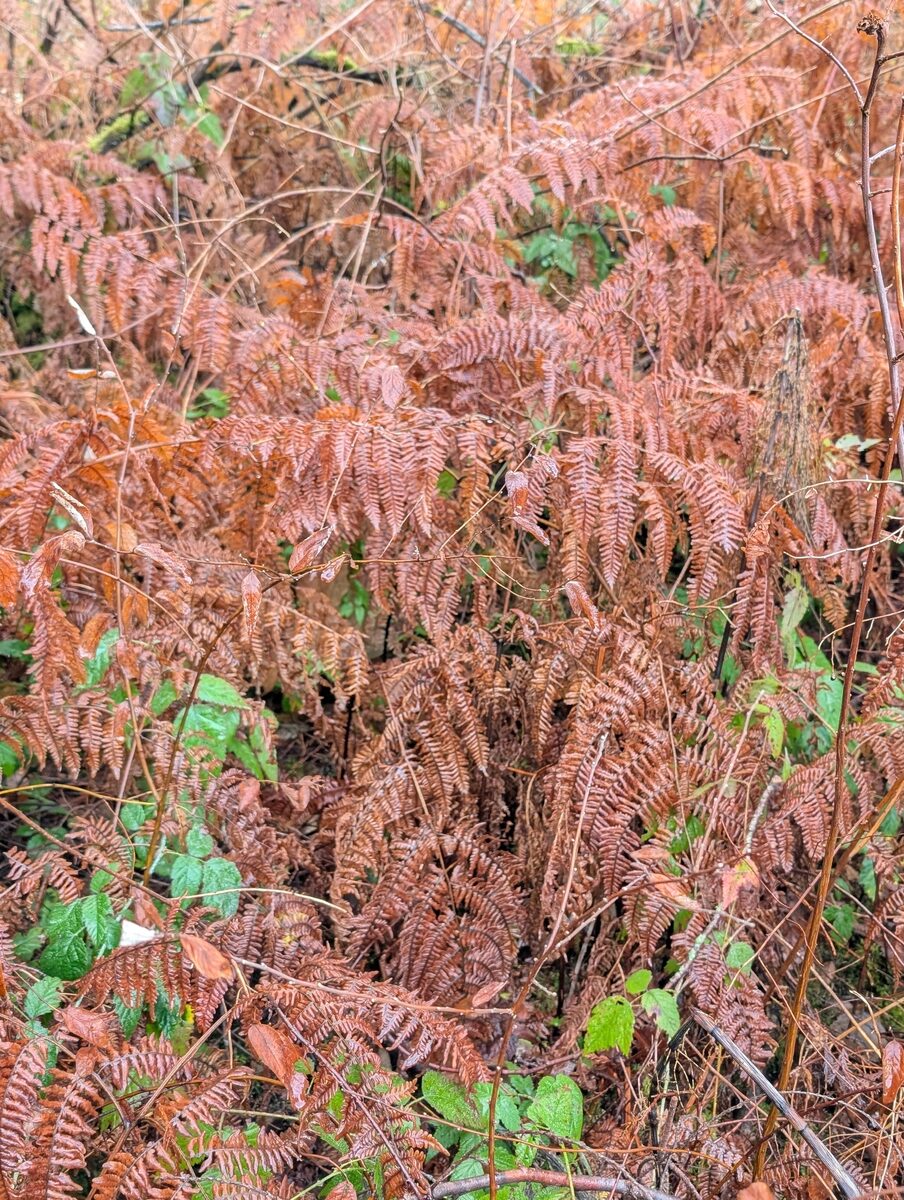 Pteridium aquilinum var. pubescens (Hairy bracken fern) — photo