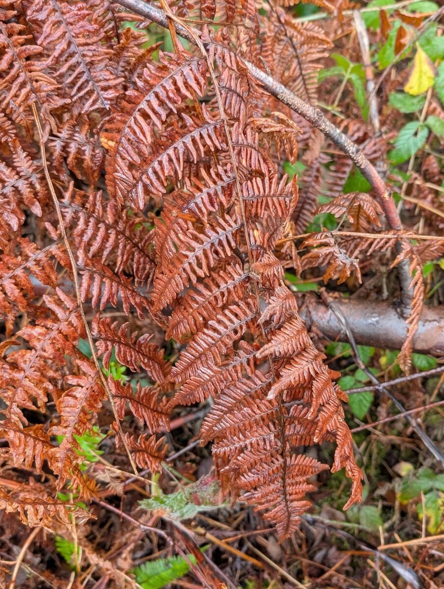 Pteridium aquilinum var. pubescens