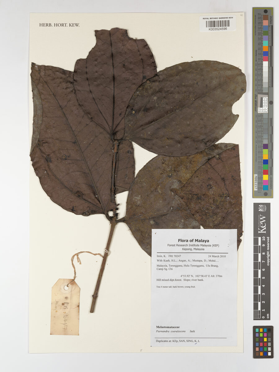 Pternandra caerulescens (Cursed shade) — photo