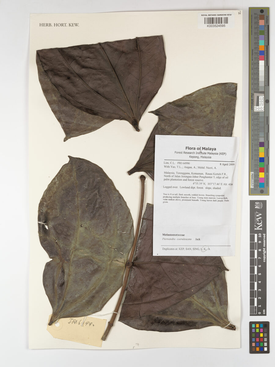 Pternandra caerulescens (Cursed shade) — photo