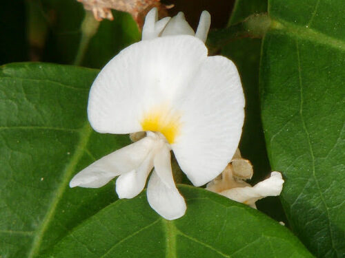Pterocarpus mildbraedii (Camwood) — photo