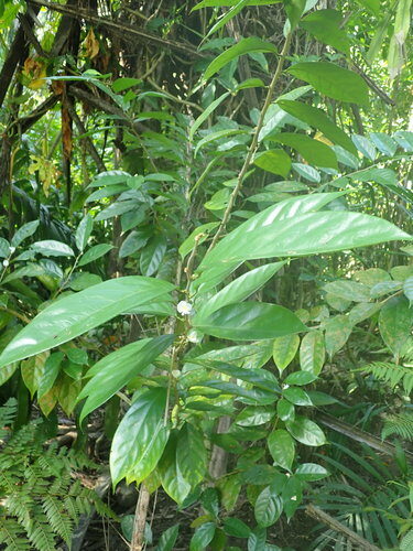 Pterocarpus mildbraedii (Camwood) — photo