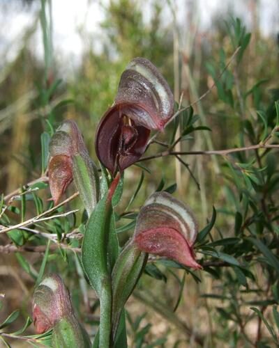 Pterostylis taurus (Red greenhood) — photo