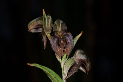 Pterostylis taurus (Red greenhood) — photo