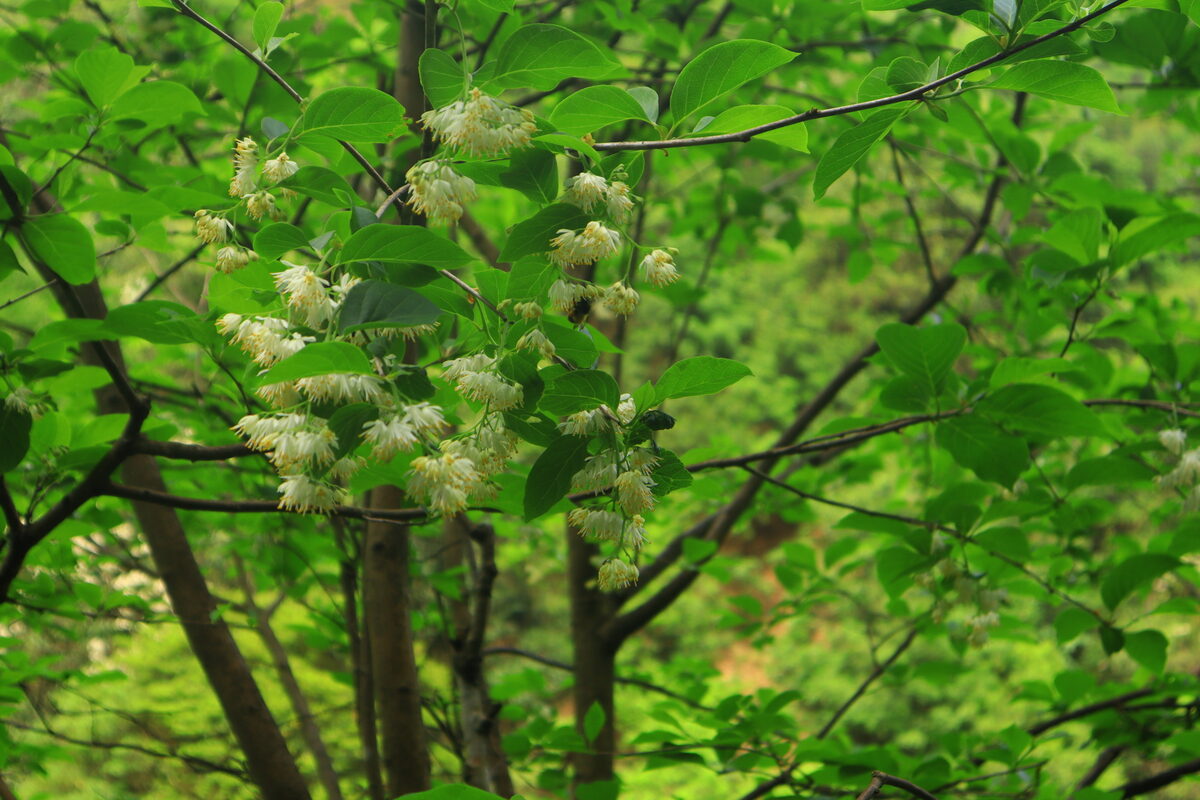 Pterostyrax corymbosa (Epaulette Tree) — photo