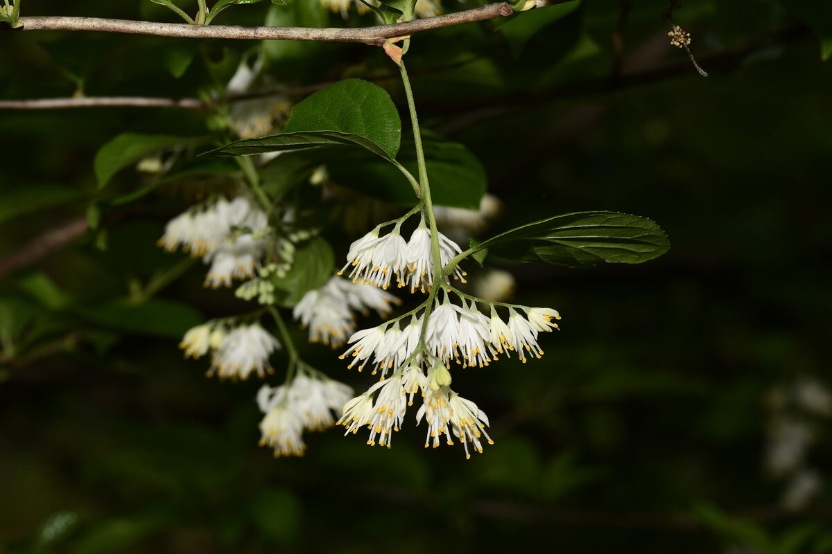 Pterostyrax corymbosa (Epaulette Tree) — photo