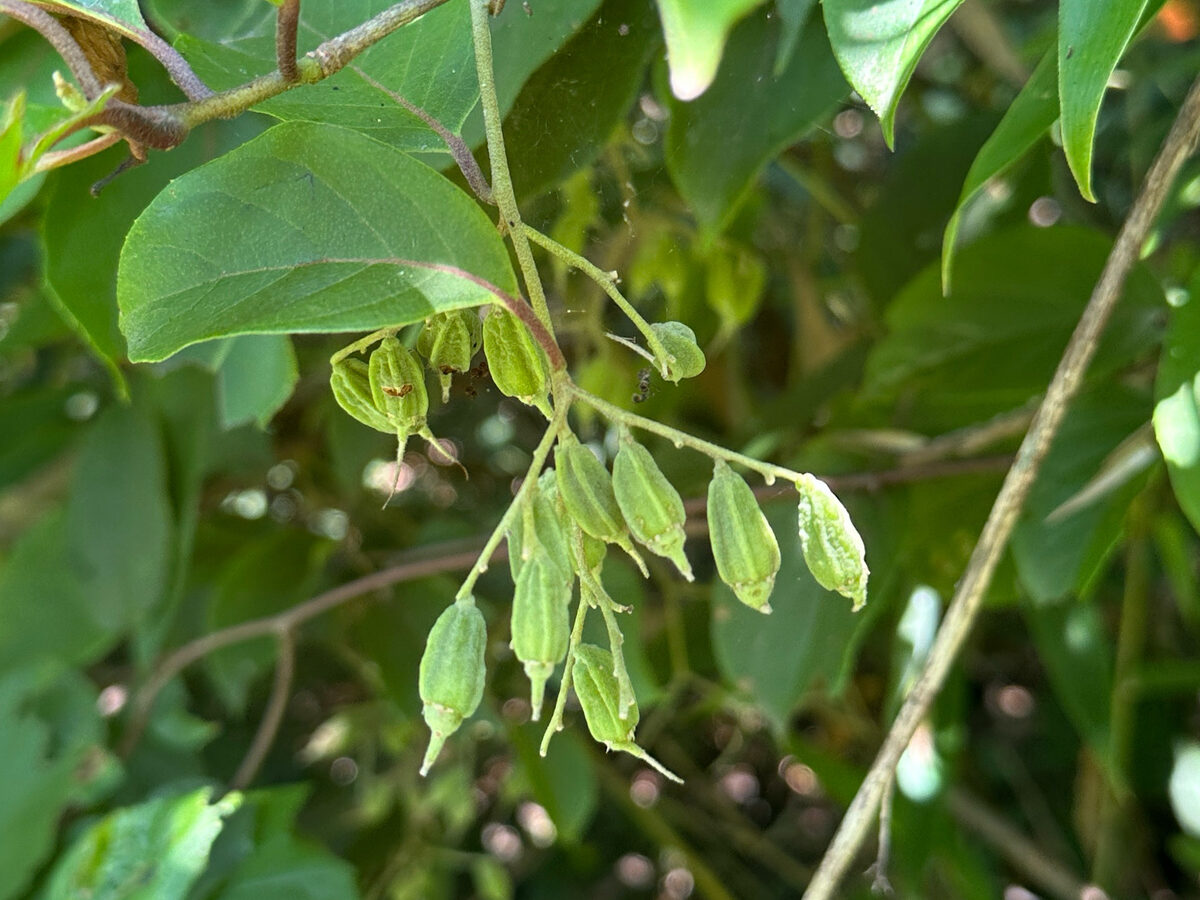 Pterostyrax corymbosa