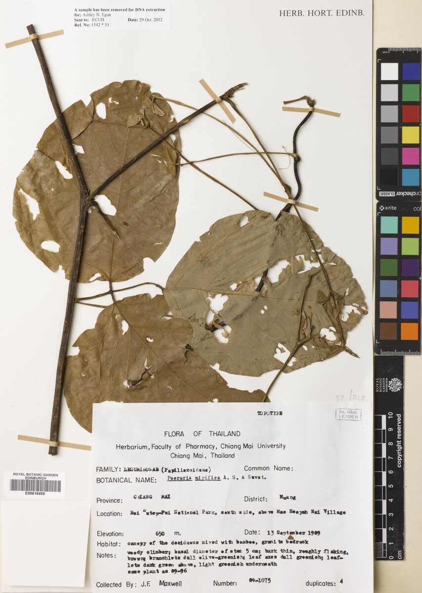Pueraria mirifica — photo