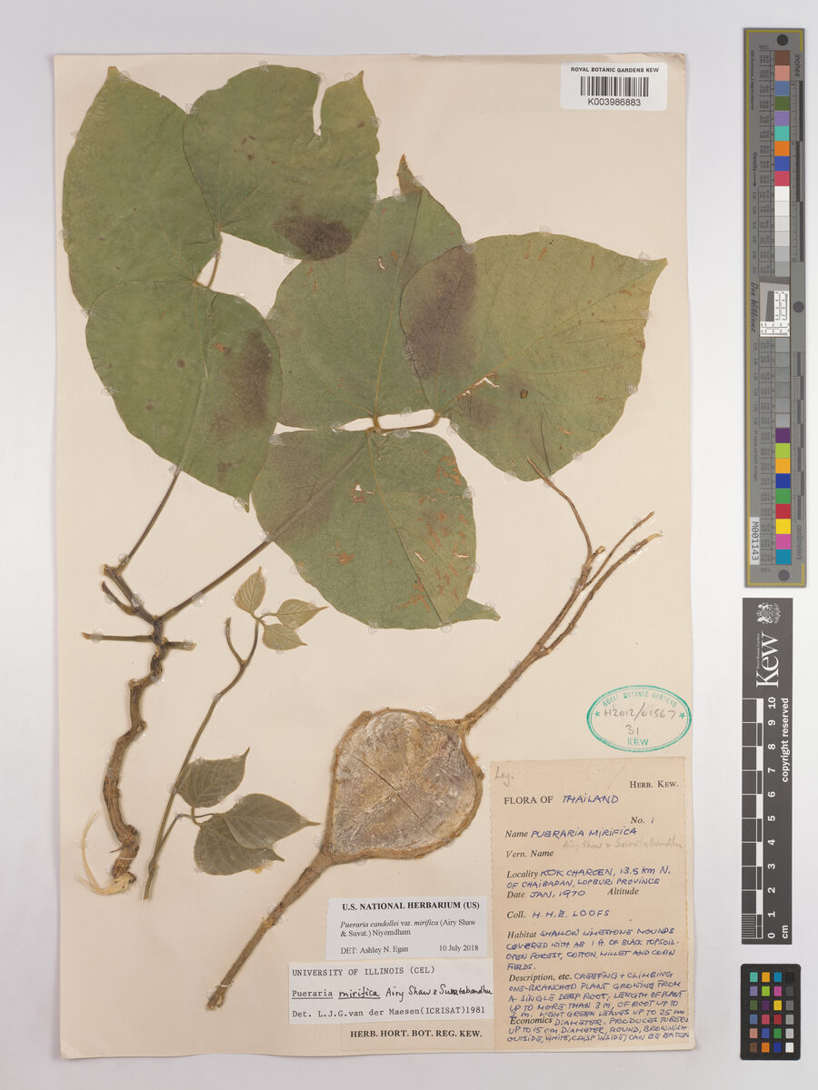 Pueraria mirifica — photo