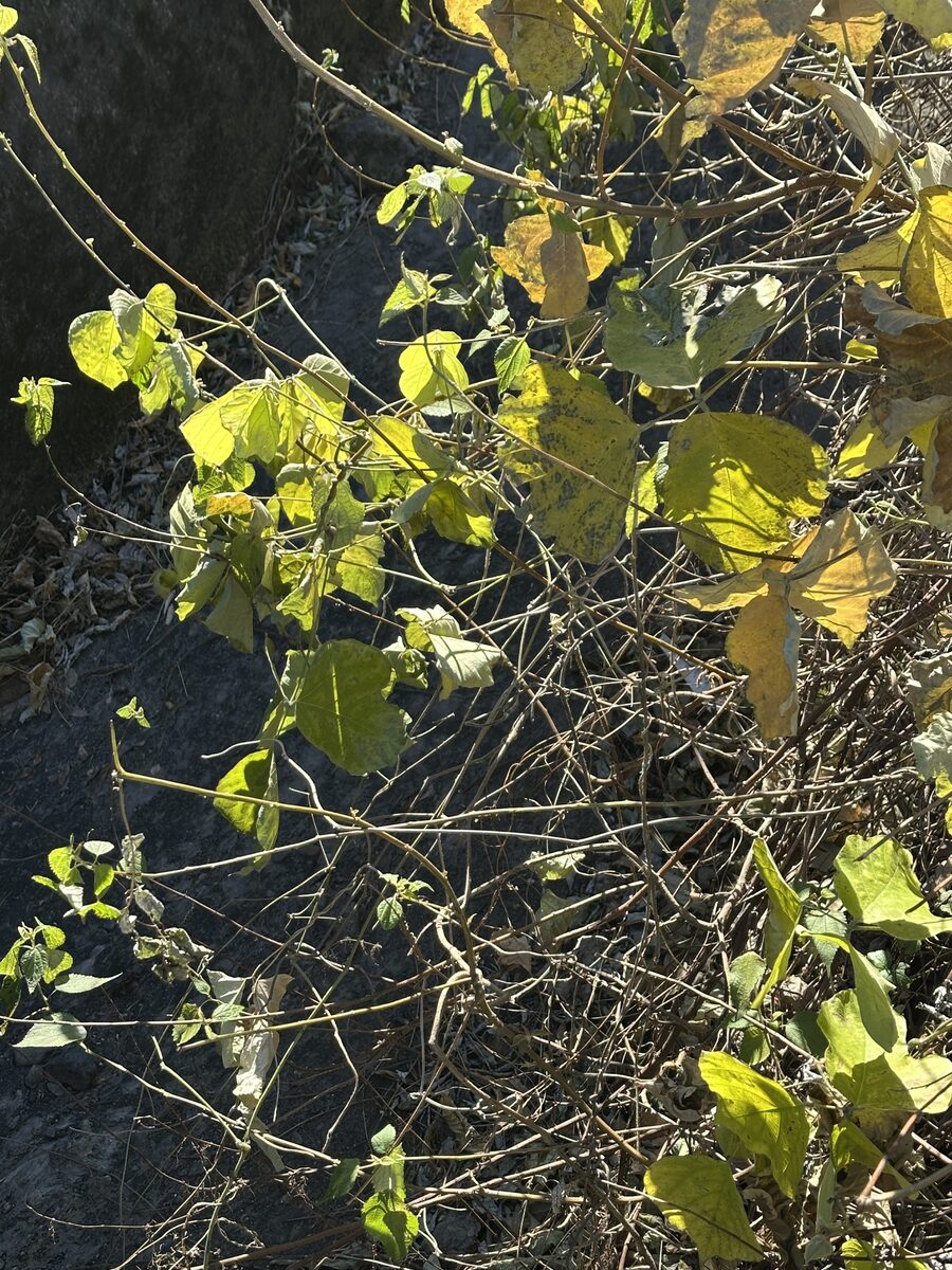 Pueraria montana lobata - (Willd.) Sanjappa & Pradeep. (Kudzu Vine) — photo