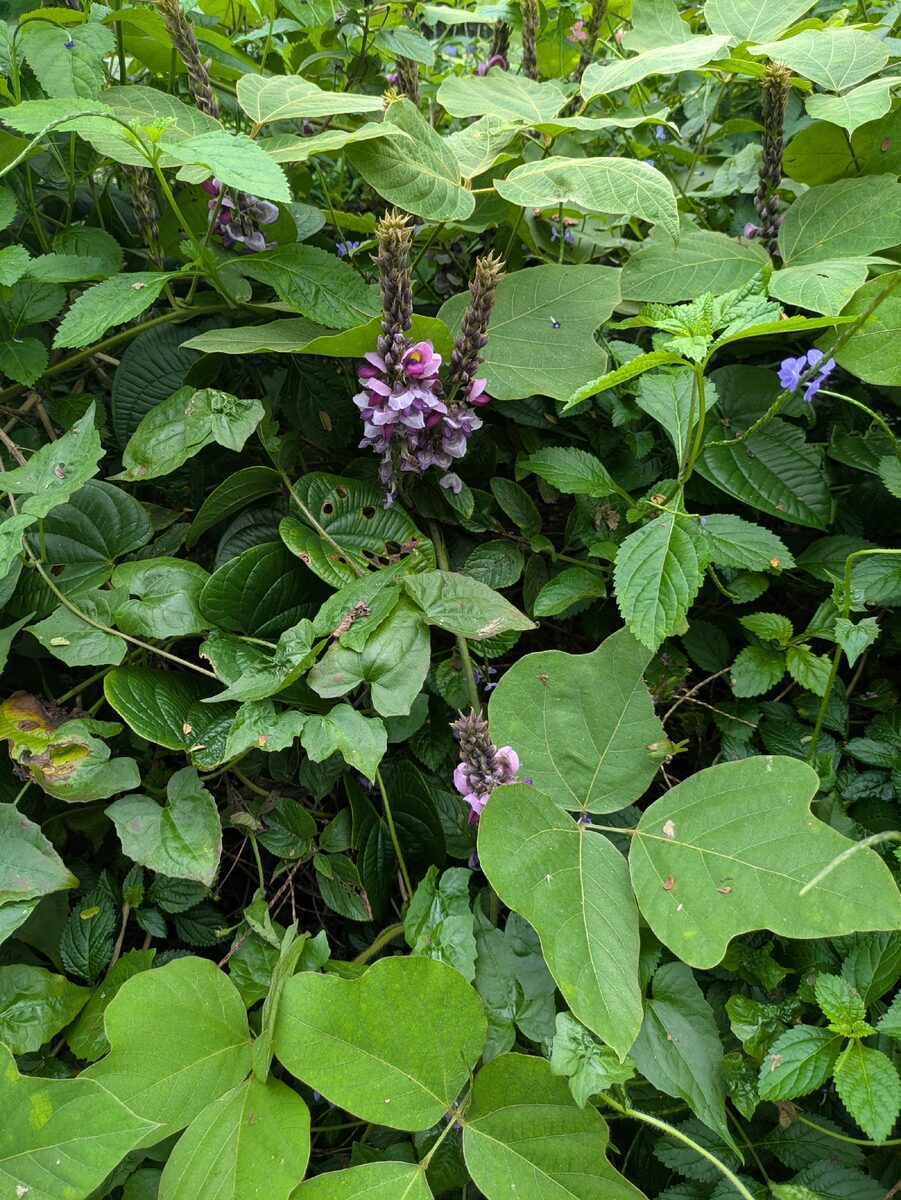 Pueraria montana lobata - (Willd.) Sanjappa & Pradeep.