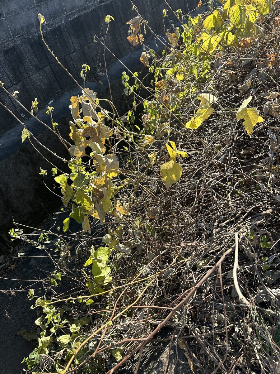 Pueraria montana lobata - (Willd.) Sanjappa & Pradeep. (Kudzu Vine) — photo