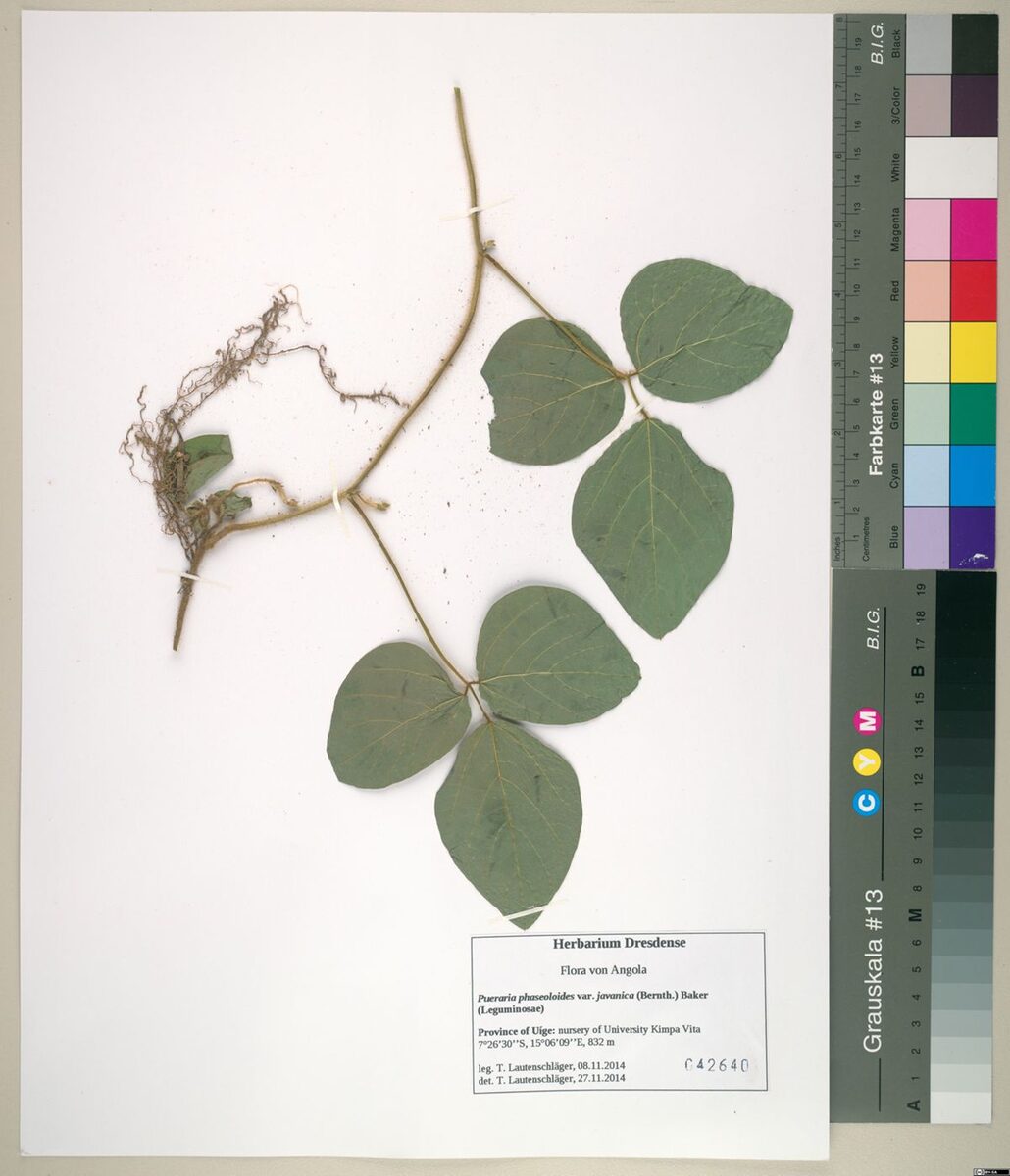 Pueraria phaseoloides var. javanica — photo