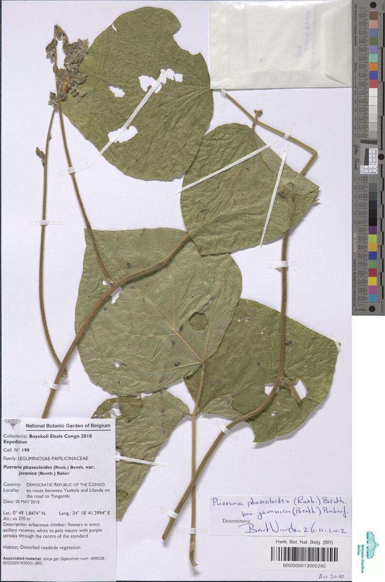Pueraria phaseoloides var. javanica — photo
