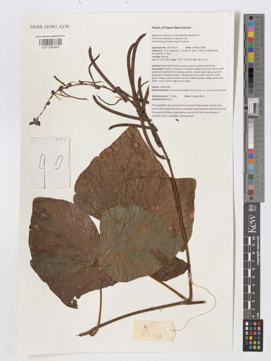Pueraria phaseoloides var. javanica