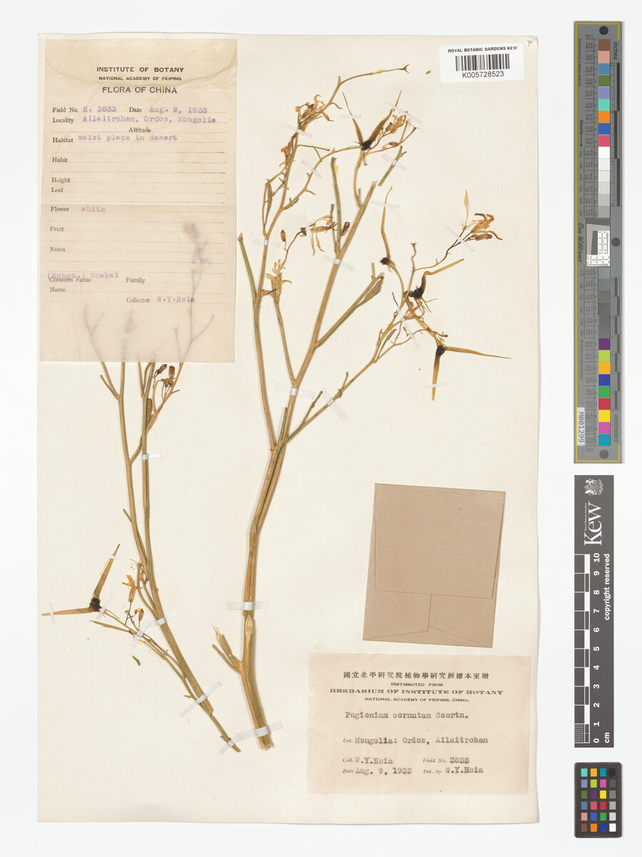 Pugionium cornutum — photo