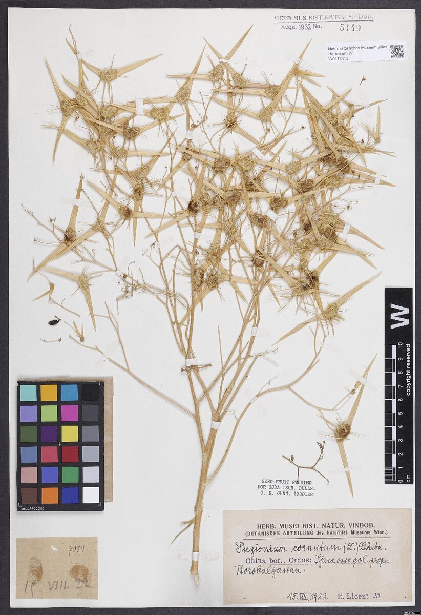 Pugionium cornutum — photo