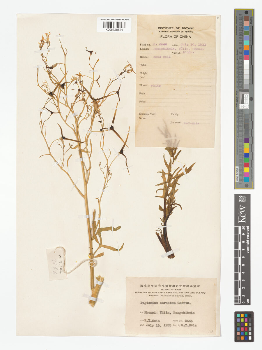 Pugionium cornutum