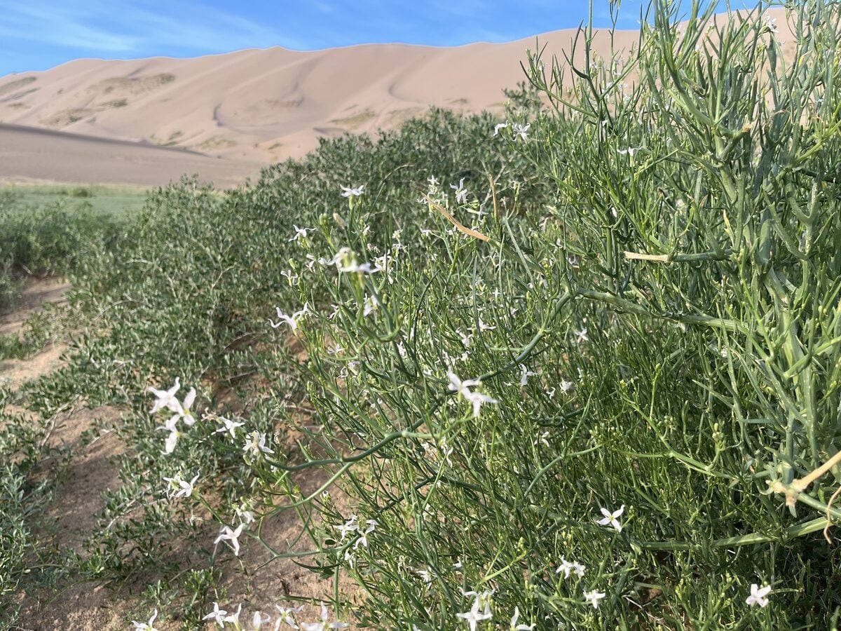 Pugionium dolabratum
