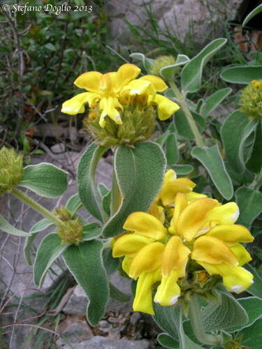 Pulmonaria saccharata (Jerusalem Sage) — photo