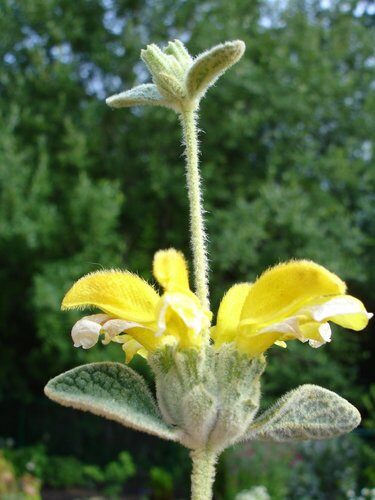 Pulmonaria saccharata (Jerusalem Sage) — photo