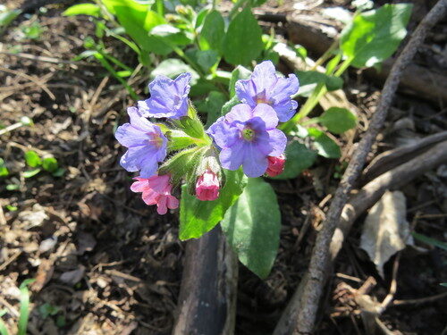 Pulmonaria saccharata
