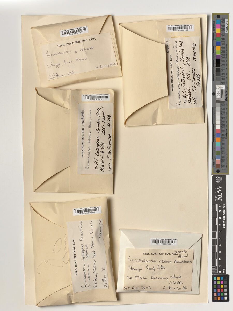 Pulveroboletus aberrans — photo