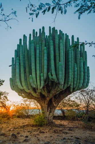 Puya chilensis (Cardon) — photo