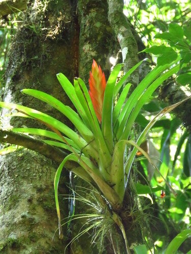 Puya sodiroana