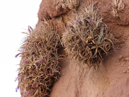 Puya sodiroana (Achupalla) — photo