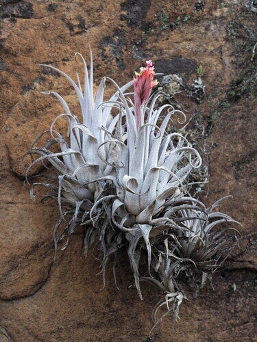 Puya sodiroana (Achupalla) — photo