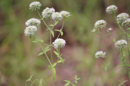 Pycnanthemum flexuosum (Mountain Mint) — photo