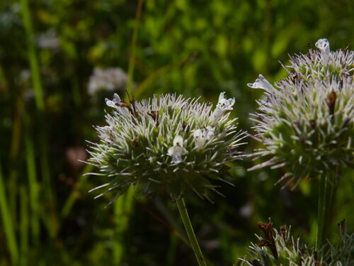 Pycnanthemum flexuosum (Mountain Mint) — photo