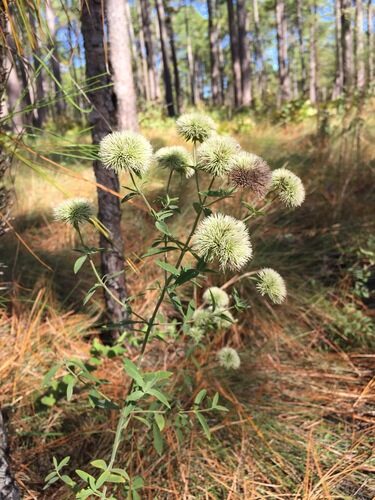 Pycnanthemum flexuosum