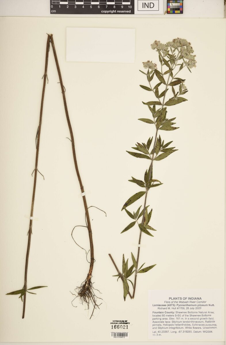 Pycnanthemum pilosum (Mountain Mint) — photo