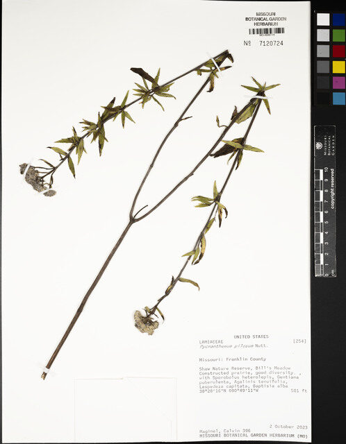 Pycnanthemum pilosum (Mountain Mint) — photo