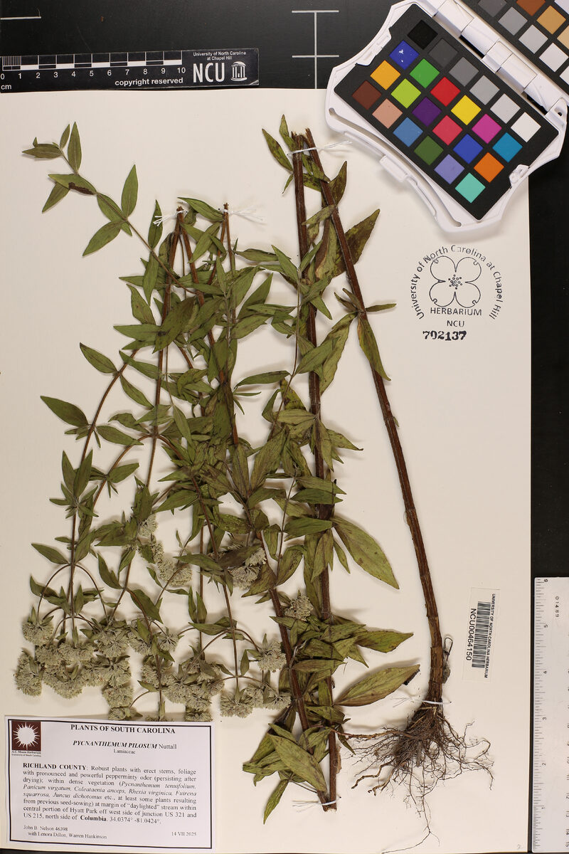 Pycnanthemum pilosum