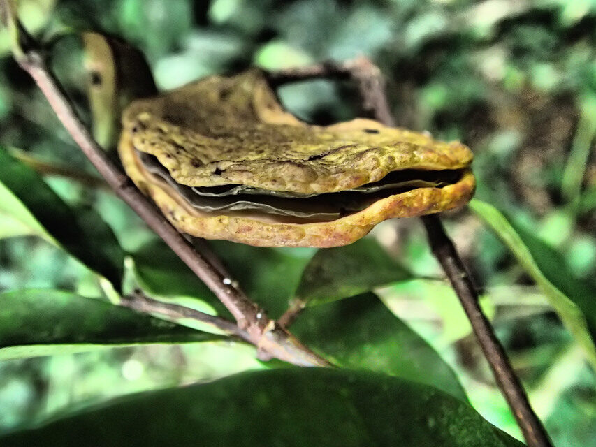 Pycnobotrya nitida — photo