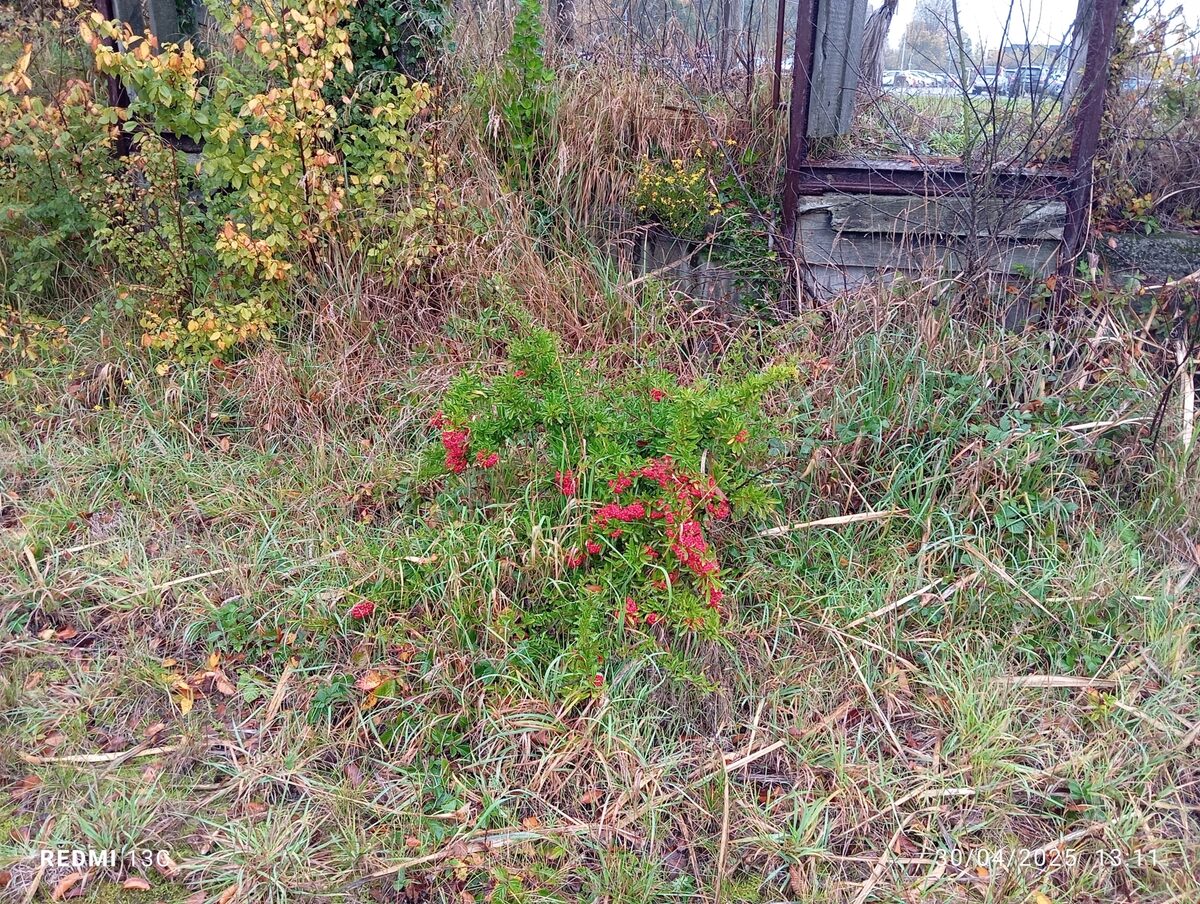 Pyracantha crenato-serrata - (Hance.)Rehder. — photo