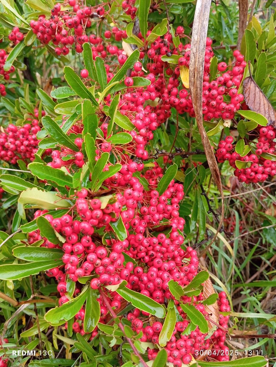 Pyracantha crenato-serrata - (Hance.)Rehder. — photo