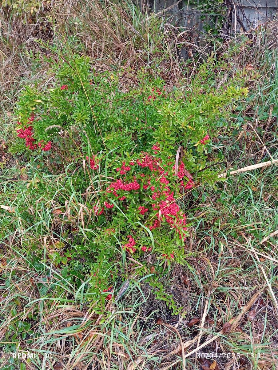 Pyracantha crenato-serrata - (Hance.)Rehder.