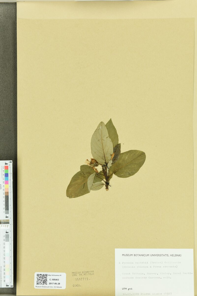Pyronia veitchii