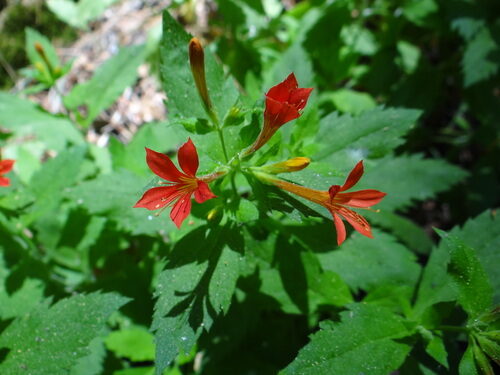 Pyrostegia venusta (Flaming trumpet) — photo