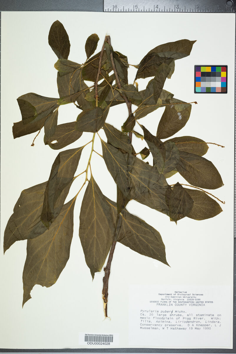 Pyrularia puber (Oil nut) — photo