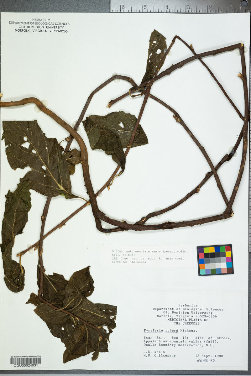 Pyrularia puber (Oil nut) — photo