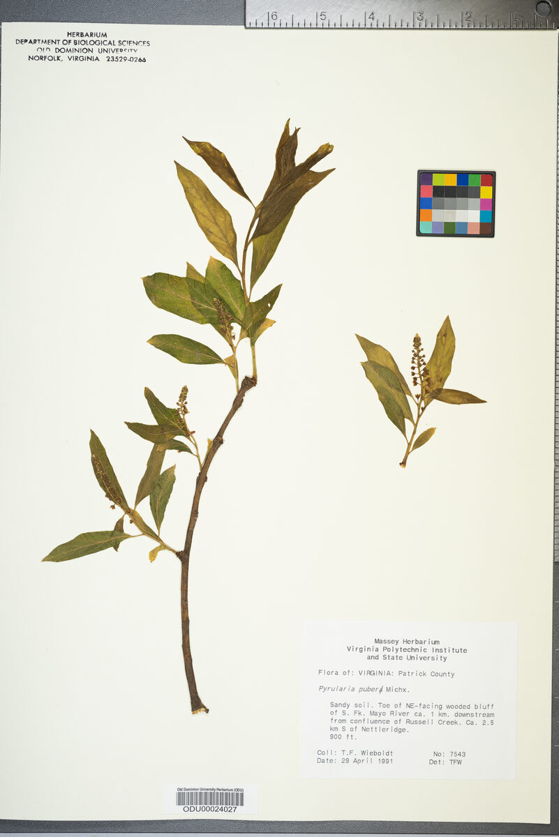 Pyrularia puber