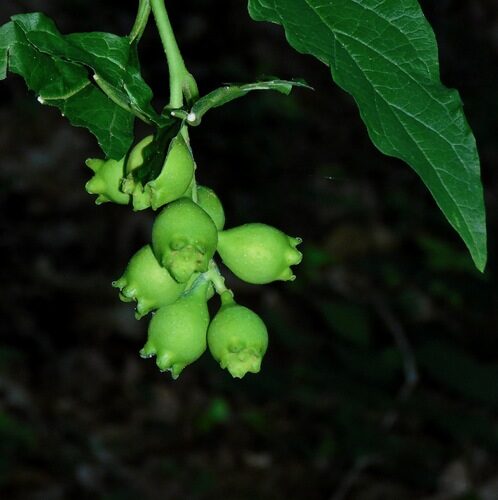 Pyrularia pubera (Oil Nut) — photo