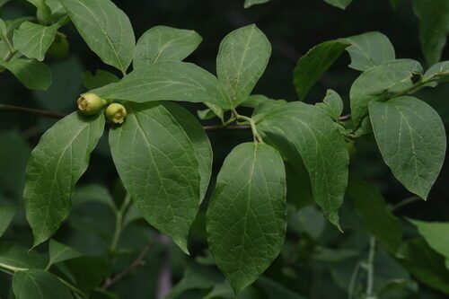 Pyrularia pubera (Oil Nut) — photo
