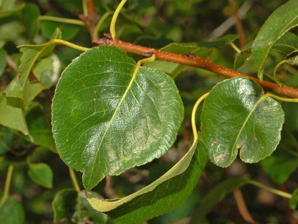 Pyrus acidula — photo